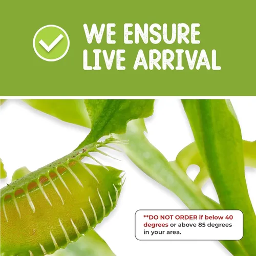 Miniatura 3 de Venus - Trampa para moscas con terrario azul de 4.5 pulgadas + plantas carnívoras paquete de alimentos con pinzas de alimentación, suelo para Tapa