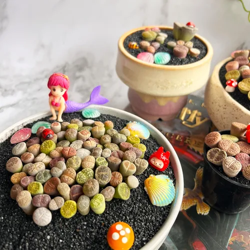 Miniatura 7 de Lithops Mezcla aleatoria de plantas suculentas vivas raras, 30/50/100 piezas de plantas suculentas vivas, raíz desnuda sin tierra de maceta