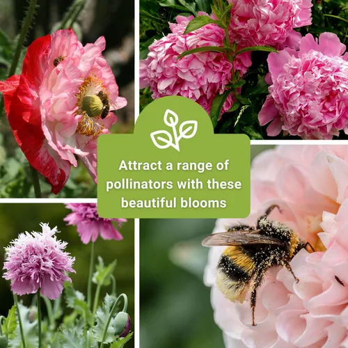 Miniatura 6 de Sow Right Seeds - Semillas mixtas de amapola de peonía para plantar - Amapolas anuales tradicionales sin OMG para jardín de flores - Floraciones