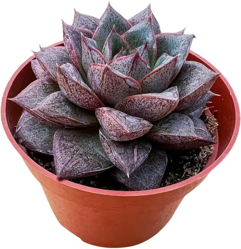 Plantas suculentas vivas (Echeveria 'Purpusorum'), suculentas en macetas de fácil cuidado, aprox. 10 cm de diámetro x 15 cm de alto, planta de