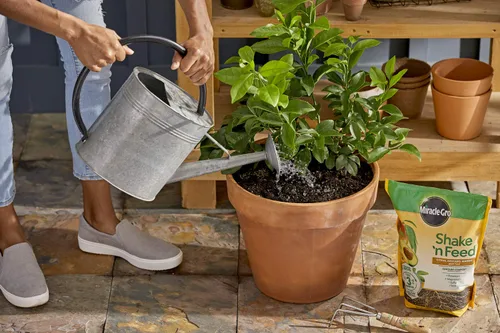 Miniatura 8 de Miracle-Gro 3002810 Shake 'N Feed - Fertilizante de liberación continua para plantas cítricas, aguacate y mango, 8 lbs.