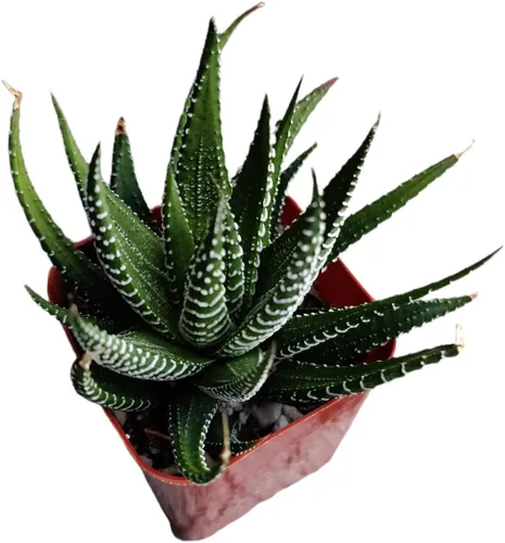 Miniatura 12 de Plantas de Cactus Suculentas Vivas (Maceta de 5 cm Echeveria Minima)