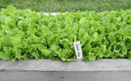Miniatura 2 de Mezcla Heirloom Escarole/Endive (Frisee) - Más de 1,000 semillas