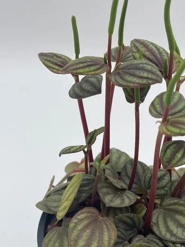 Miniatura 6 de BubbleBlooms Peperomia Piccolo Banda, albovittata, en una maceta de 4 pulgadas, Pep raro
