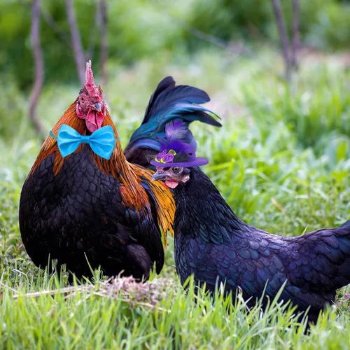 Miniatura 3 de 6 pajaritas de pollo, sombreros de pollo, collares de gallo, para hámster, loro, pájaro y animales pequeños