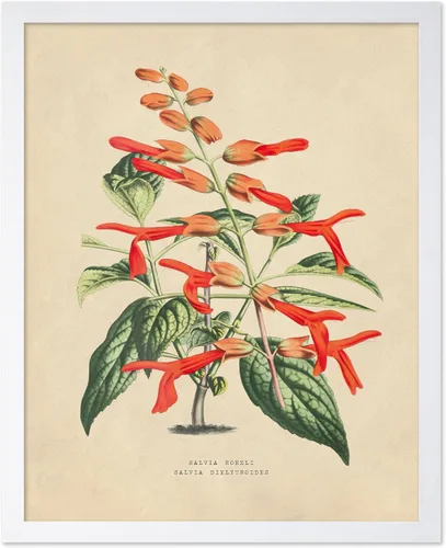 Miniatura 17 de Poster Master Póster Vintage de Plantas Cultivadas - Impresión Botánica Retro - Arte de Flores - Arte de Plantas - Regalo para Hombres y Mujeres