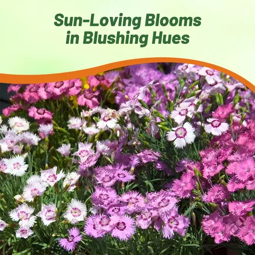Miniatura 6 de Outsidepride Sweetness Semillas de Dianthus para plantar, 50 piezas de semillas de flores perennes fáciles de cultivar y resistentes con flores