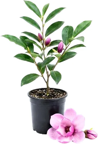 Miniatura 2 de Magnolia Tree Planta viva, arbusto de flores de magnolia, 6-12 pulgadas de alto, en maceta, arbusto de magnolia fragante listo para crecer