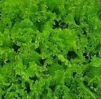 Miniatura 2 de Semillas de lechuga verde Grand Rapids Great Heirloom de Seed Kingdom a granel de 1 libra