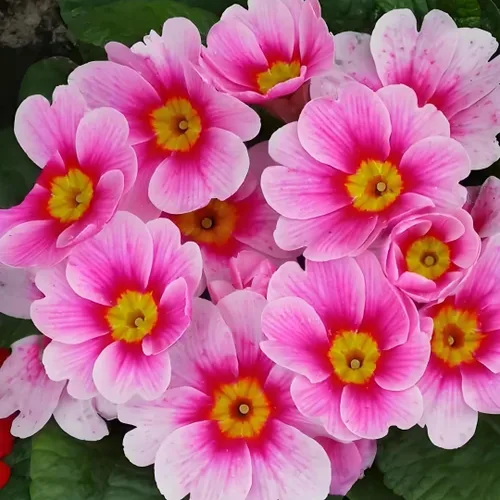 Primula Seeds - 200 semillas de flores perennes vibrantes para plantar | Floraciones de principios de primavera, tolerantes a la sombra, perfectas