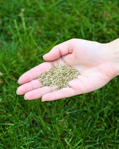 Miniatura 6 de Twin City Seed Co. Semillas ecológicas (festuca de bajo crecimiento), mezcla de hierba de festucas finas, bolsa de 25 libras