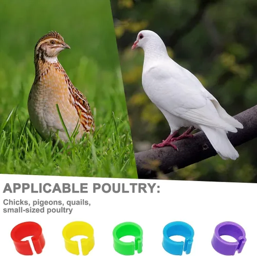 Miniatura 3 de 200Pcs 8mm Bandas para piernas de Coturnix y codorniz bebé Bandas para piernas de pollo Bandas para piernas de paloma Anillos para piernas de pollo