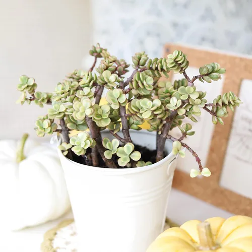 Miniatura 2 de Arbusto de elefante abigarrado Portulacaria afra - Planta viva suculenta Árbol de dinero de la suerte, decoración única de regalo