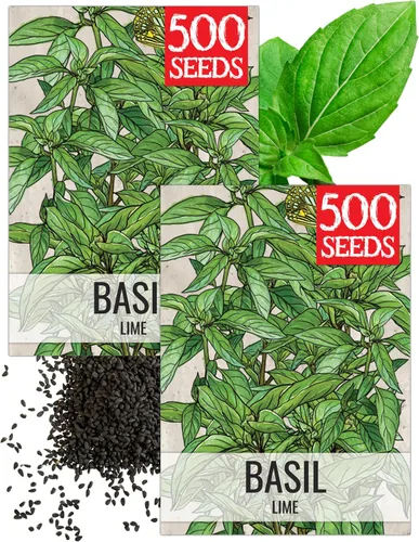 Miniatura 9 de Seed Needs Semillas de albahaca para plantar hierbas de albahaca tailandesa, sin OMG y semillas de hierbas sin tratar para cultivar un jardín