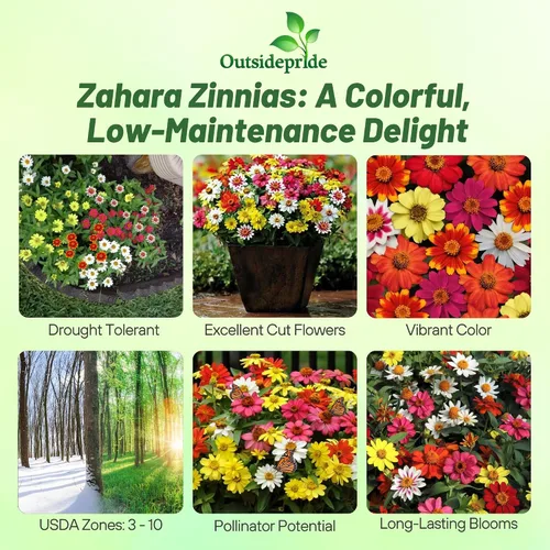 Miniatura 2 de Outsidepride - Zinnia Elegans, 100 semillas anuales, Marylandica Zahara Flower Seed Mix, mezcla de semillas de flores para plantar