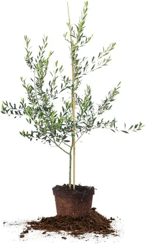 Miniatura 10 de Perfect Plants Planta viva de oliva arbequina, 2-3 pies, incluye guía de cuidado