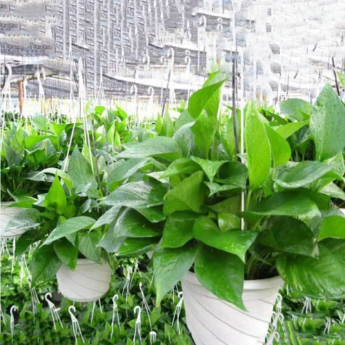 Miniatura 7 de 4 macetas colgantes de plástico, 5.9 pulgadas de diámetro x 3.54 pulgadas de alto, macetas pequeñas para plantas de flores, soporte de cadena