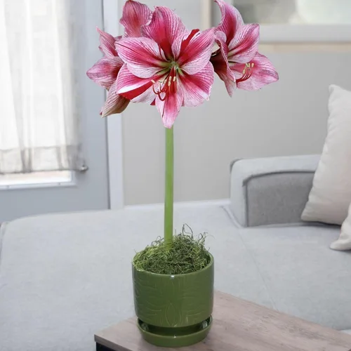 Chalily Kit de bulbo de amarilis en maceta: flor de manzana en impresionante maceta de cerámica azul hermosa NO es necesario plantar flores y flores