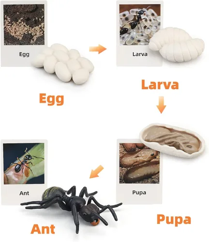 Miniatura 2 de Figuras del Ciclo de Vida de Animales Montessori con Tarjetas Flash, Juguetes de Figuritas de Animales Realistas, Juego Educativo de Emparejamiento