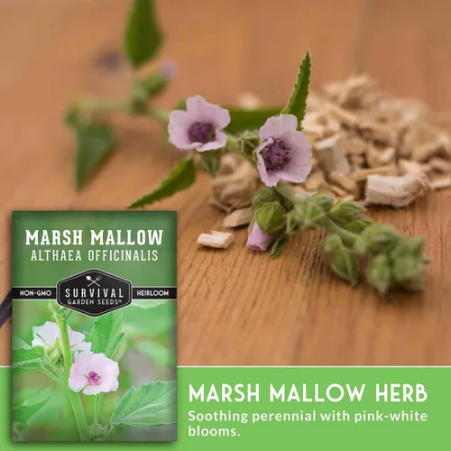 Miniatura 4 de Semillas de malvavisco para plantar, semillas de jardín de supervivencia (paquete de 1) Marsh Mallow Medicinal Herb, Althaea Officinalis