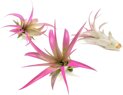 Plantas de aire Tillandsia coloridas fucsias, plantas suculentas de interior de Tillandsia vivas de larga duración con color mejorado, decoración
