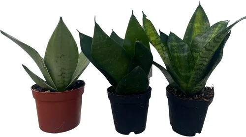 Miniatura 2 de Birdsnest Snake Plant Collection - Sanseveria - 3 plantas que crecen en macetas de 2 pulgadas