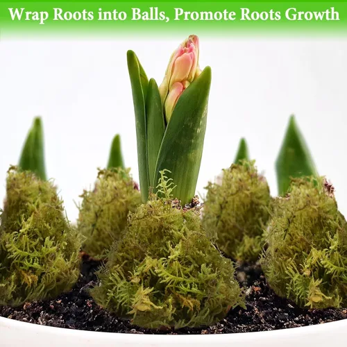 Miniatura 6 de Halatool Musgo de bosque verde de 1.1 libras, musgo esfagnum natural de 25 cuartos para plantas, musgo de orquídea esponjoso para trasplante