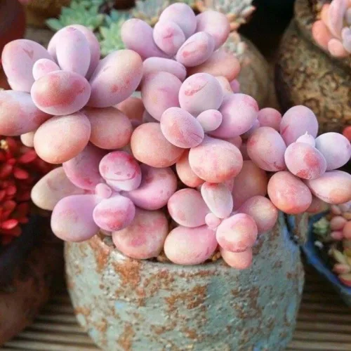 Planta suculenta viva, planta suculenta viva para interiores y exteriores, maceta de 2 pulgadas, planta de interior decorativa de bajo mantenimiento