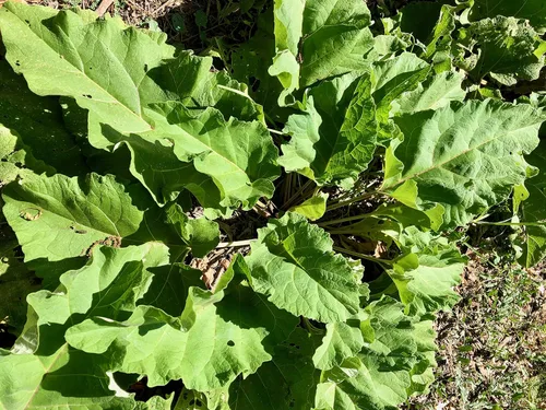 Miniatura 3 de Plant Good Seed Semillas orgánicas de raíz de bardana para plantar: hierba rica en nutrientes, hojas verdes grandes - Paquete de 50 semillas