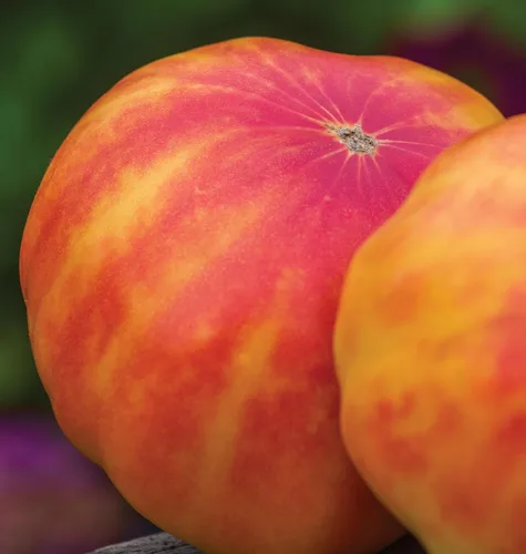 Miniatura 5 de Burpee 'Big Rainbow' Heirloom, Tomate Grande Beefsteak para Rebanar, 100 Semillas Sin OGM