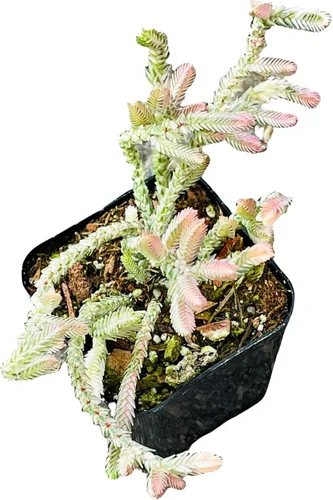 Plantas de cactus suculentas vivas de USKC (cadena de reloj abigarrada Crassula Muscosa de 2 pulgadas)