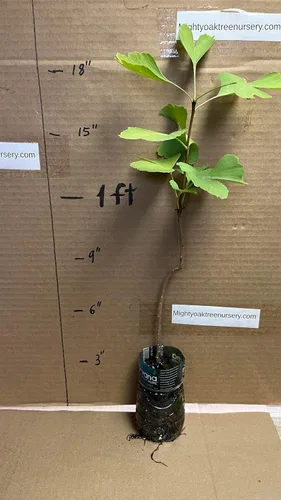 Miniatura 6 de Plántula de Ginkgo Biloba de 2 a 3 años de edad de 10 a 12 pulgadas de alto