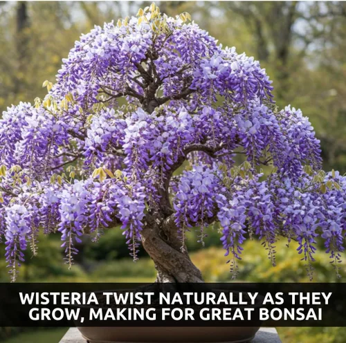 Miniatura 4 de Semillas de bonsái de glicina llorona para plantar – 10 semillas Flores moradas en cascada Bonsái de floración al aire libre Árbol de vid