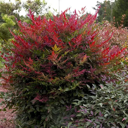 Miniatura 2 de Blooming & Beautiful - Obsession Nandina - 3 gal - Southern Living - Arbusto de hoja perenne - Follaje de color rojo - Cultivo compacto - Zonas 6-10