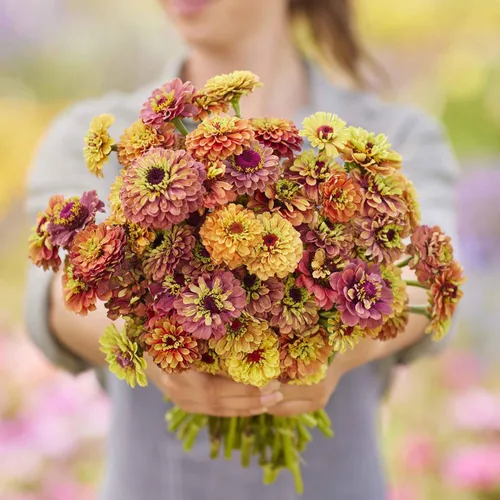 Miniatura 102 de Eden Brothers - Semillas de zinnia, cactus con flores, sin OMG, plantar en primavera, paquete, flores de bajo mantenimiento, zonas 3, 4, 5, 6, 7, 8