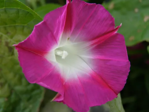 Miniatura 2 de Semillas Ruby Morning Glory Flores anuales para plantar