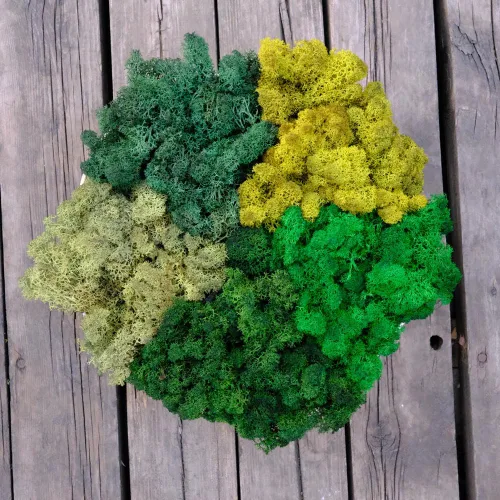 Miniatura 30 de Musgo de Reno Preservado Verde Natural Kit de Bricolaje Arte de Jardinería Decoración de Pared Decoración de Floristería Decoración de Mesa