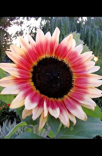 Miniatura 9 de Semillas de girasol para plantar (50 semillas por paquete) - Fácil de cultivar en un jardín de girasol diverso (belleza otoñal)
