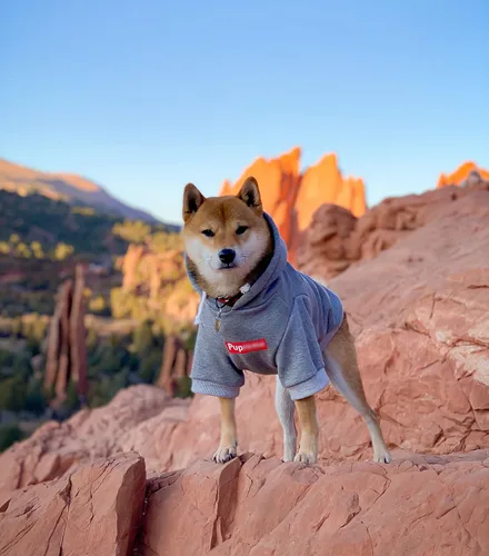 Miniatura 4 de ChoChoCho Sudadera con capucha y suéter para perros – Elegante ropa urbana de algodón para gatos y cachorros en gris – S, M, L