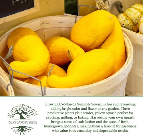 Miniatura 6 de Crookneck Semillas de calabaza de verano para plantar, más de 30 semillas tradicionales por paquete, semillas de jardín de Isla