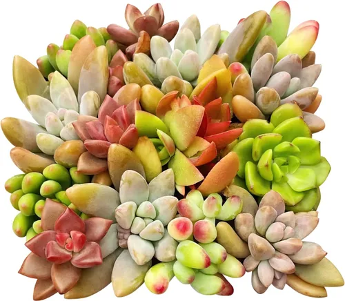 Miniatura 10 de Sprout N Green Plantas suculentas vivas, paquete de 8 suculentas reales surtidas en maceta de 2 pulgadas con mezcla de tierra, plantas pequeñas