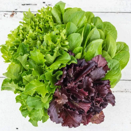 Miniatura 3 de Semillas Bebé Lechuga Vitamina Mezcla Balcón No GMO Heirloom