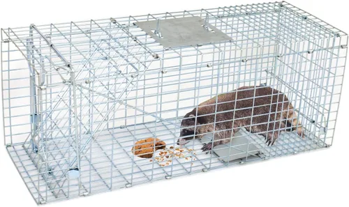 JungleA Jaula de trampa para animales, jaula plegable de 24 pulgadas con 1 puerta de hierro, trampa humana para atrapar y liberar roedores para