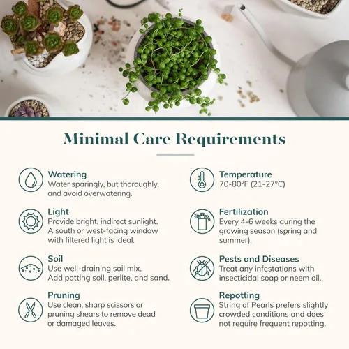 Miniatura 6 de Shop Succulents String of Pearls - Maceta suculenta de 2 pulgadas, paquete de 20