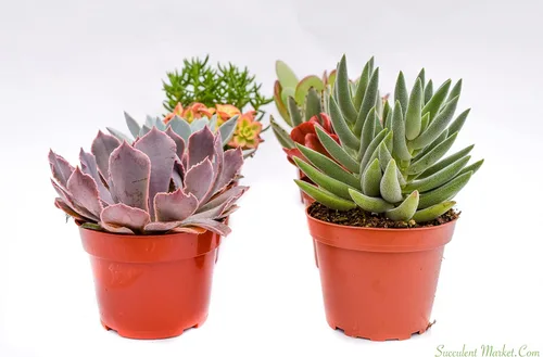 Miniatura 3 de Suculentas grandes y coloridas para exteriores, surtidas de 4 pulgadas, plantas suculentas vivas para exteriores, suculentas vivas grandes