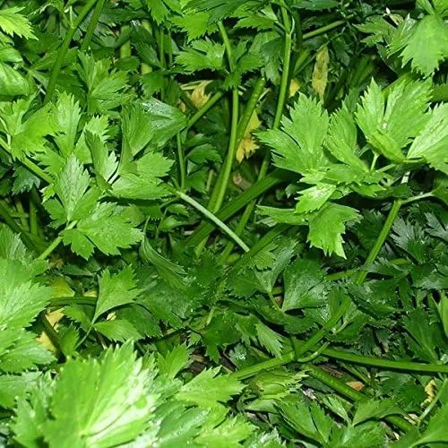 Perejil Gigante de Italia (Petroselinum crispum) - Paquete de 40 Semillas