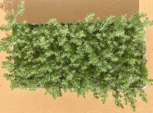 Miniatura 2 de Blue Pacific Shore Juniper 3 plantas vivas Juniperus Conferta Cubierta del suelo de hoja perenne, paisajismo costero resistente, arbusto
