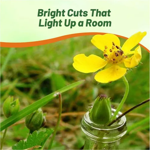 Miniatura 6 de Outsidepride Cinquefoil Gold Sovereign Potentilla Semillas – 500 semillas de flores perennes, fáciles de cultivar con altura compacta
