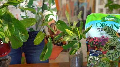 Miniatura 6 de Espoma Mezcla orgánica de tierra para macetas, mezcla para macetas totalmente natural para todos los recipientes de interior y exterior, incluyendo