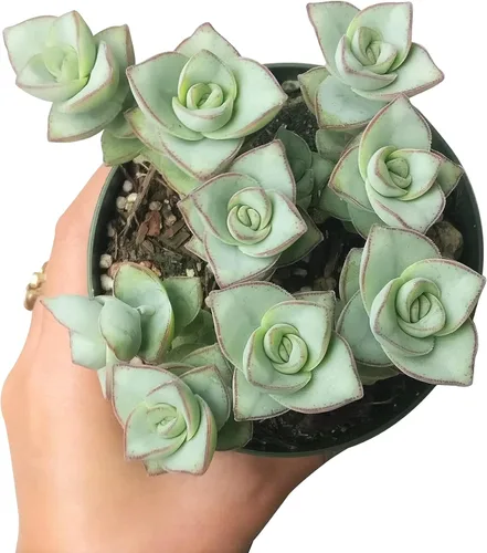 Miniatura 2 de Caja de suculentas Colección única de suculentas de Crassula vivas, fáciles de cultivar, planta de interior para el hogar, totalmente enraizadas